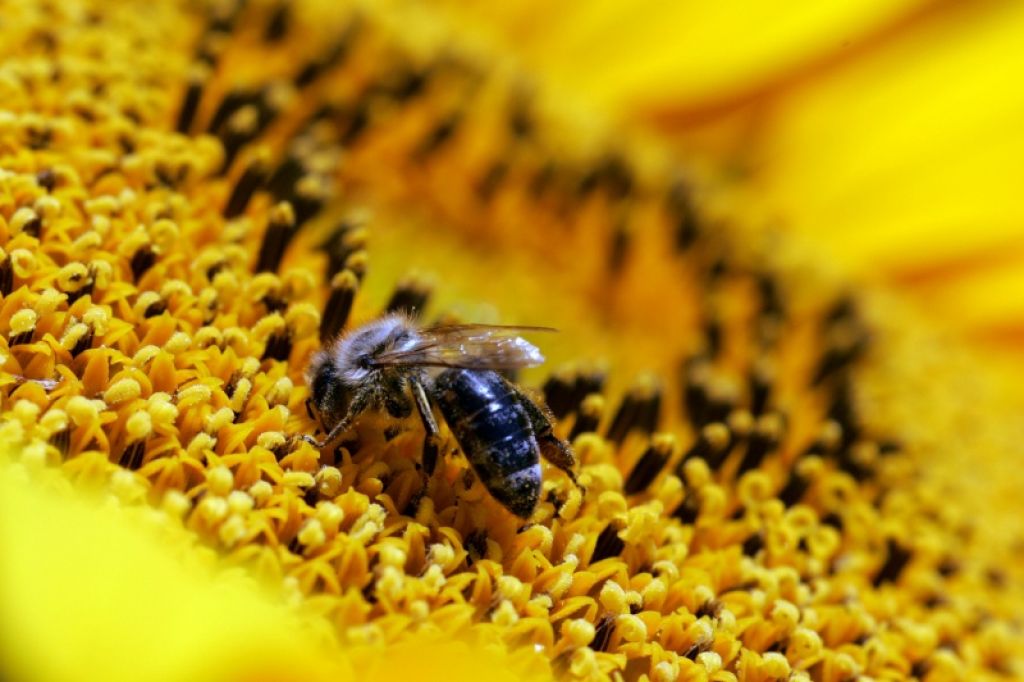 Čebele zavzele moped in napadale mimoidoče
